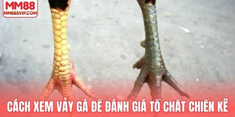  Cách xem vảy gà để đánh giá tố chất chiến kê